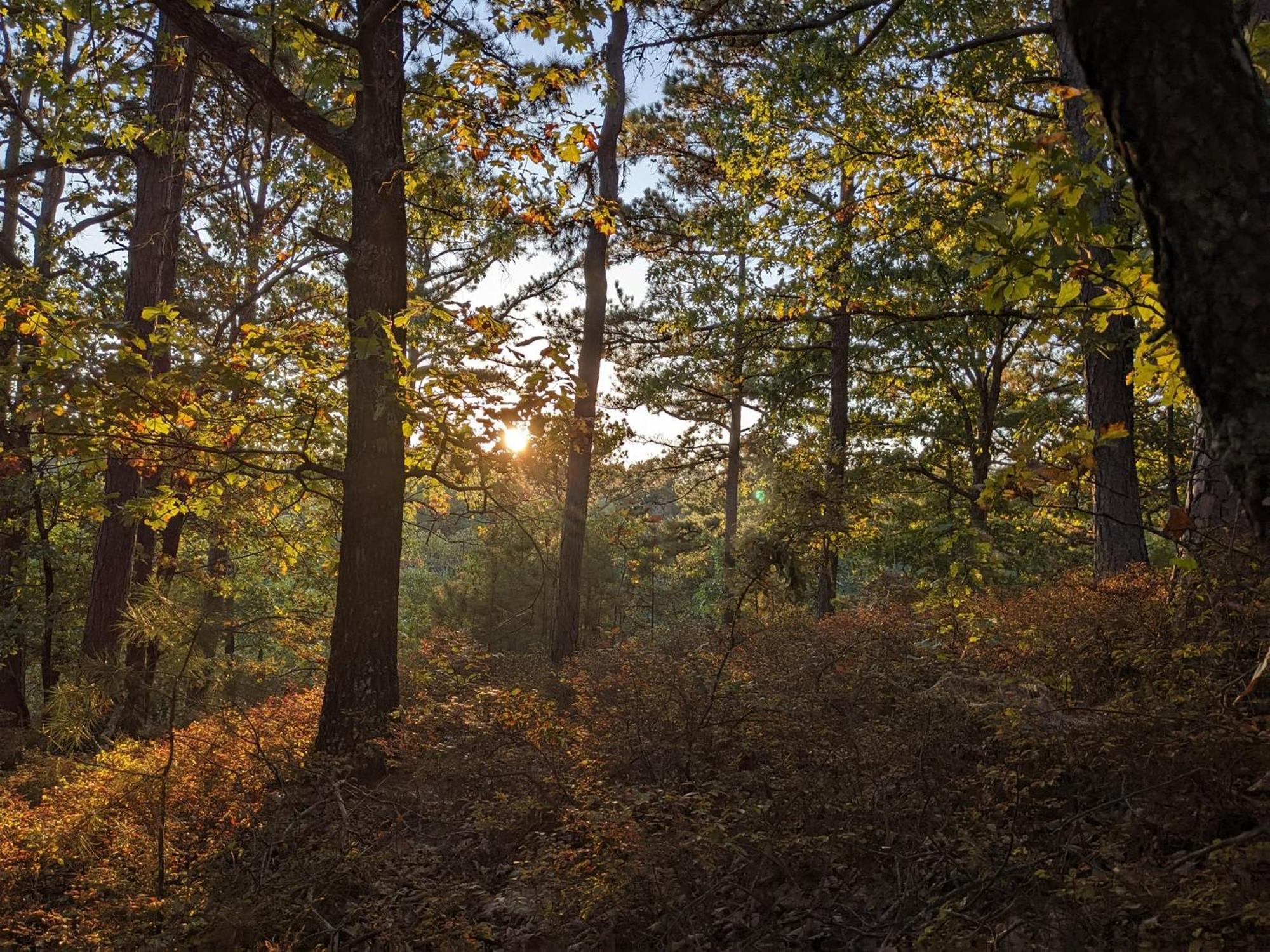 Loblolly Pines Adventure Cabin 4 King ยูเรกาสปริงส์ ภายนอก รูปภาพ